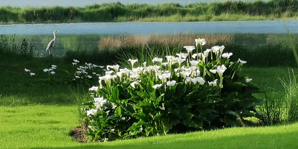 Oiseau et fleurs