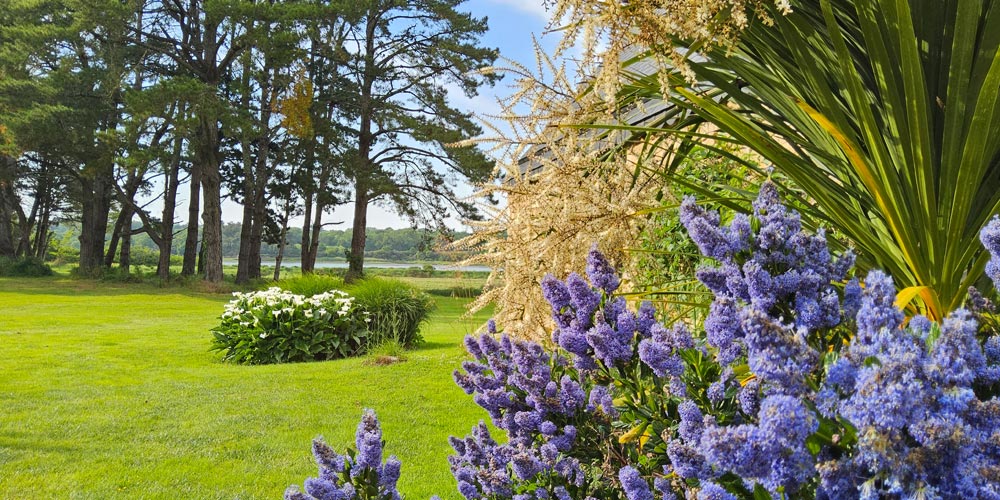 Fleurs violettes