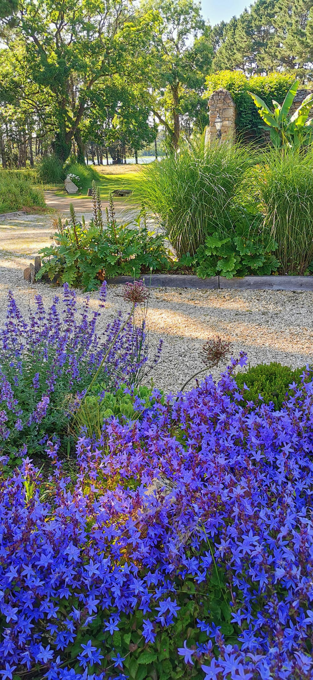 Buisson fleurs violettes