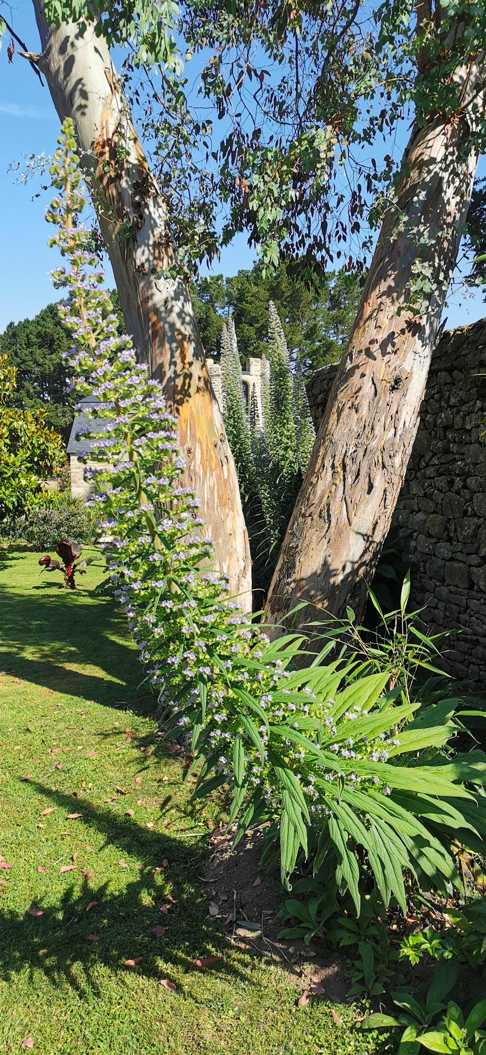 Plantes le long du mur